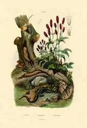 Salamandre, 1833-39